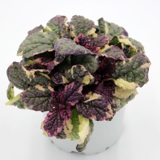 Ajuga 'Burgundy Glow'