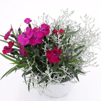 Dianthus Duo