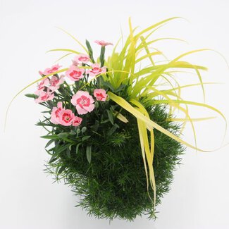 Dianthus Trio